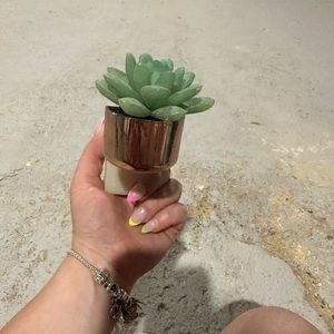 Bath & Body Works Succulent Wall Flower